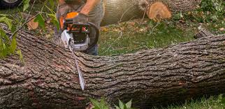 Trusted Venersborg, WA Tree Services Experts