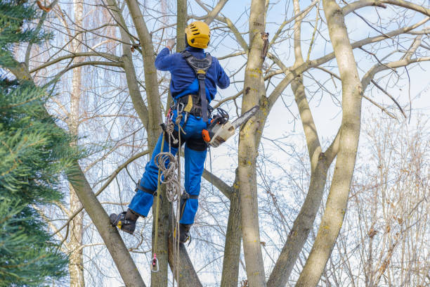 Best Tree Preservation Services  in Venersborg, WA