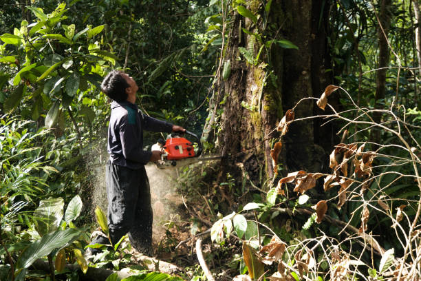 How Our Tree Care Process Works  in  Venersborg, WA